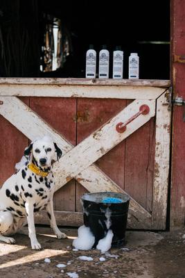 Skin Lotion Dog Skin Irritation Treatment Lotion, 16-fl oz bottle