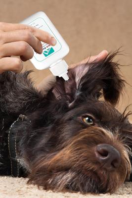 Anti-Itch Ear Infection Treatment Drops for Dogs & Cats, 2-fl oz bottle