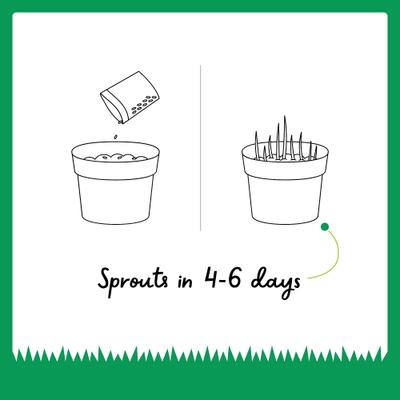 Semillas de césped orgánico para mascotas, bolsa de 8 oz