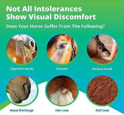 Equine Health Test for Horse