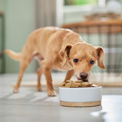 Naturals Grain-Free Chicken Recipe Dog Food Roll, 48-oz roll