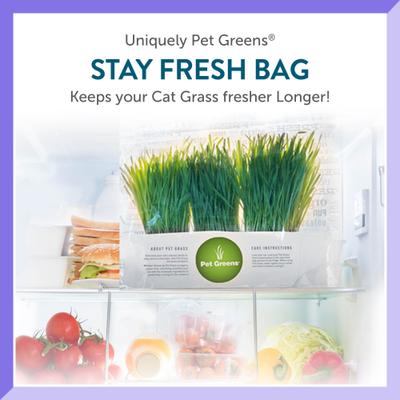 Live Grass Cat Treat, 3 count