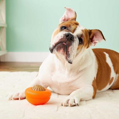 Bundle: Starmark Everlasting Treat Bento Ball Tough Dog Chew Toy, Large + Starmark Everlasting Chicken Flavored Large Dental Dog Treats, 2 count