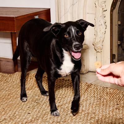 P'Nutty for 'Nanas Soft & Chewy Dog Treats, 8-oz bag