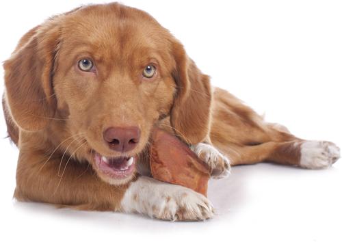 Pig Ears Dog Chews, 12 count