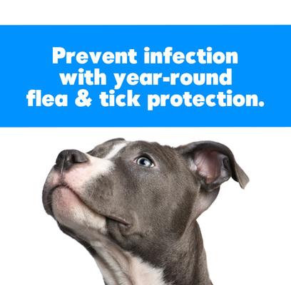 Liquid Dispensing Flea & Tick Dog & Cat Brush