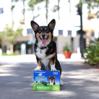 Brushless Toothpaste Small Dental Dog Treat, 35-oz box, bundle of 2