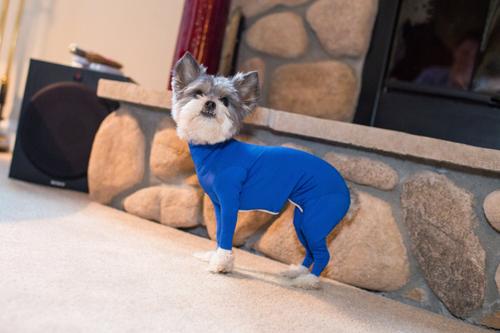 Original Dog Onesie, Royal Blue, XX-Small