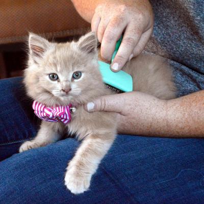 Coated Tips Cat Slicker Brush