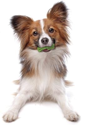 Nutri Dent Mini Limited Ingredients Fresh Breath Natural Dental Dog Treats, 78 count