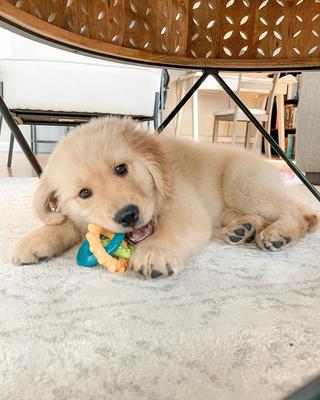 Bundle: Nylabone Teething Rings Puppy Chew Toy & Puppy Chow Healthy Start Salmon Flavor Training Dog Treats