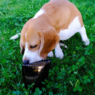 Immune Acyive Dog & Cat Supplement, 7-oz bag