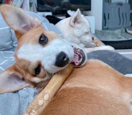 All natural Caffine free Small Dog Coffee Wood Chews Treat