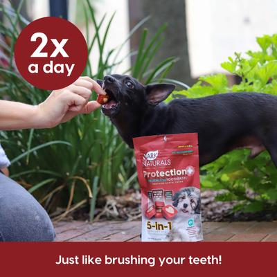 Brushless Toothpaste Protection+ Mini Dental Dog Treats, 4-oz bag, count varies