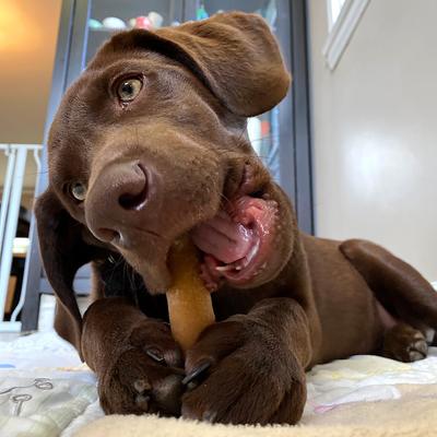 Golosinas para perros con sabor a mantequilla de maní yakyYUM, 3 unidades