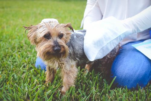 Manoplas de champú para perros sin enjuague instantáneo, 5 unidades