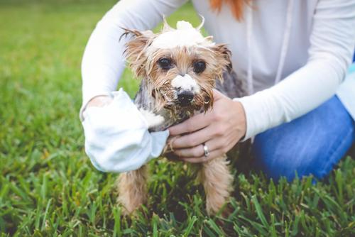 Manoplas de champú para perros sin enjuague instantáneo, 5 unidades