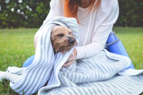 Manoplas de champú para perros sin enjuague instantáneo, 5 unidades