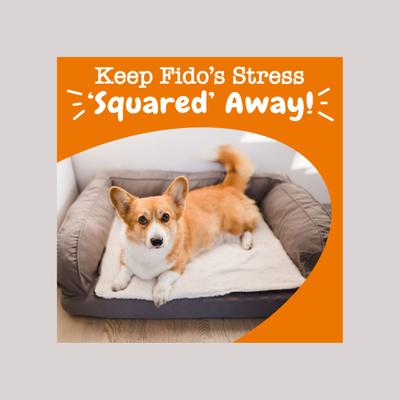 Lil' Zesties Calming Squares - Masticables blandos con sabor a pollo, suplemento de melatonina para perros, bolsa de 20 oz