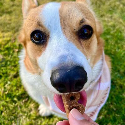 Pumpk'n Spice Pumpkin, PB & Cinnamon Recipe Dog Treats, 6-oz bag