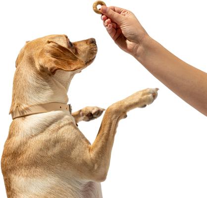 Organic Fruit Salad Baked Dog Treats, 8-oz bag