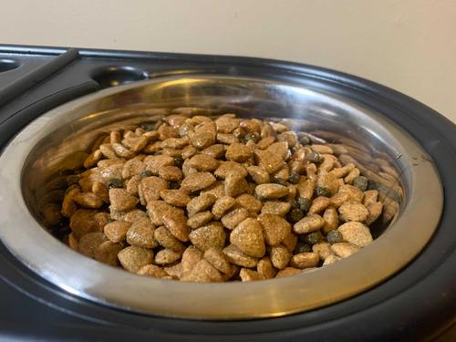 Wild Alaskan Salmon Oil Dog Supplement, 16-fl oz bottle