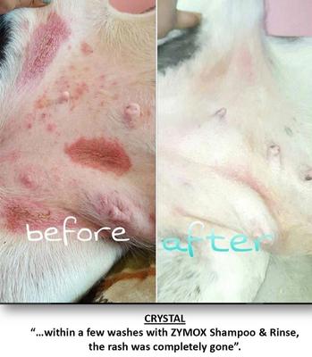 Veterinary Strength Enzymatic Dog & Cat Shampoo, 12-fl oz bottle