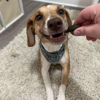 Dailies Brushy Sticks Medium Coconut & Mint Recipe Dental Dog Treats, 13-oz bag