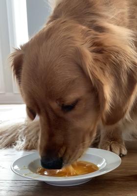 Daily Dish Beef Broth Human-Grade Dog & Cat Wet Food Topper, 1.1-lb bottle