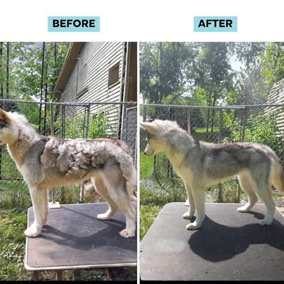 7-in-1 Vacuum Powered Dog & Cat Grooming Kit, Blue/White