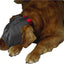Calming Cap for Dogs, Small