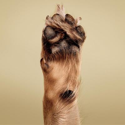 Soothing Oatmeal No-Rinse Dog, Cat & Small Pet Shampoo Foam, 8.5-fl oz bottle