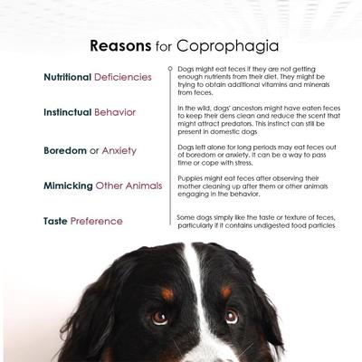 Powder Coprophagia Supplement for Dogs, 10.5-oz jar