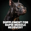 2-in-1 Post Workout Recovery Support Beef Flavored Chew Supplement for Dogs, 10.6-oz bag