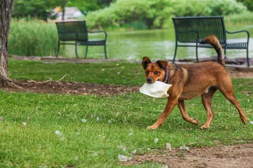 Cow Ears Dog Treats, 10 count