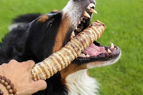 12" Beef Trachea Dog Treats, 7 count