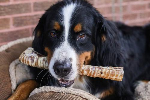 12" Beef Trachea Dog Treats, 7 count