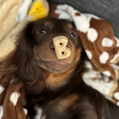 Galletas crujientes para perros Everyday Bac'N Nutty Biscuits, bolsa de 5 oz