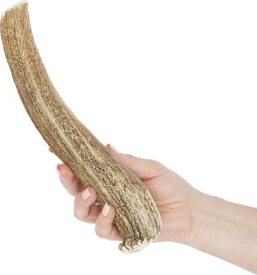 Whole Elk Antler Dog Chews, 9.5 - 10.5 inch