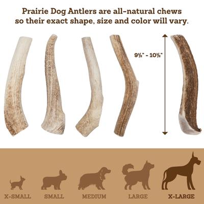 Whole Elk Antler Dog Chews, 9.5 - 10.5 inch