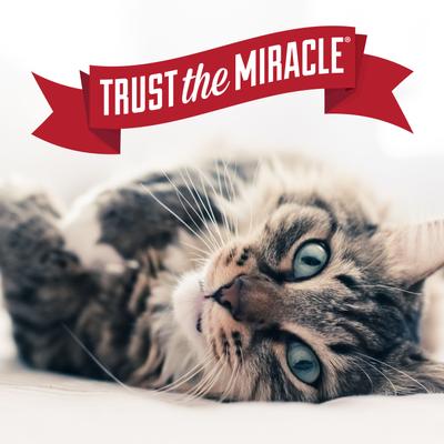 Stress-Reducing Formula Cat Calming Spray, 8-fl oz bottle