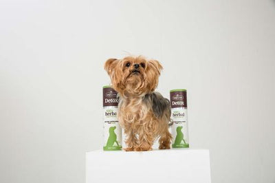 Natural Detox Dietary Dog Supplement, 16.23-fl oz bottle