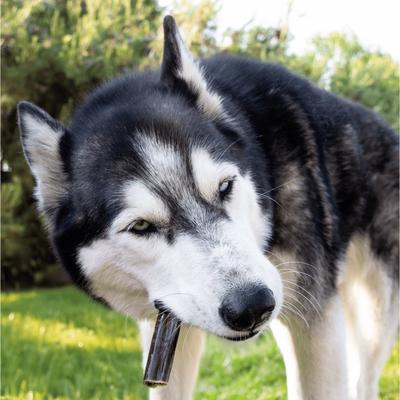 Smoked Gullet Sticks 6-inch Dog Treats, 4 count