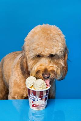 Golosina para perros con helado de arce y tocino, envase de 5.25 oz