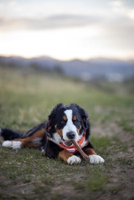 Golosinas masticables de pollo para perros, totalmente naturales y de larga duración, de Healthy Edibles, extra grandes