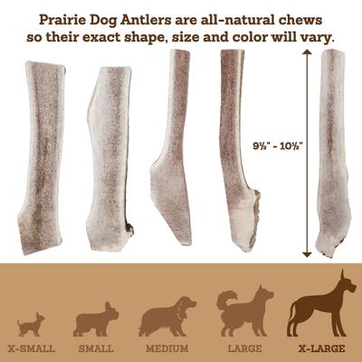 Split Elk Antler Dog Chews, 9.5 - 10.5 inch