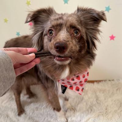 Dailies Brushy Sticks Small Coconut & Mint Recipe Dental Dog Treats, 13-oz bag