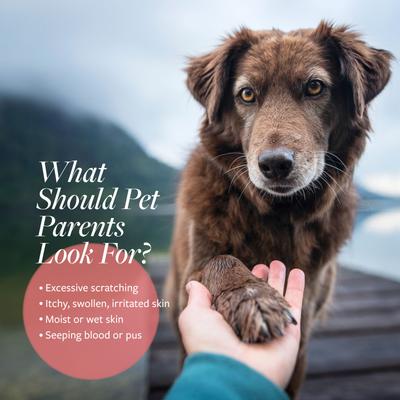 Hot Spot & Itch Relief Medicated Conditioner, 16-fl oz bottle