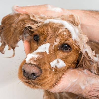 Hot Spot & Itch Relief Medicated Conditioner, 16-fl oz bottle