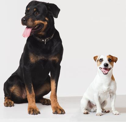 Grain-Free Chicken Pot Pie Cookies Crunchy Dog Treats, 14-oz bag